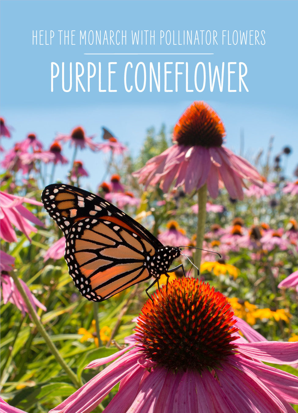 Help the Monarch Butterfly garden seeds