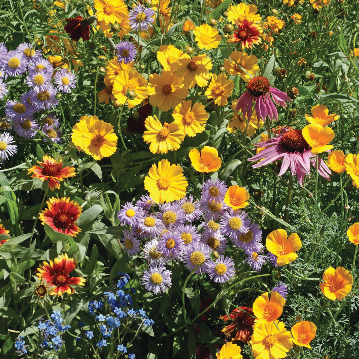 Bee Feed seed packet