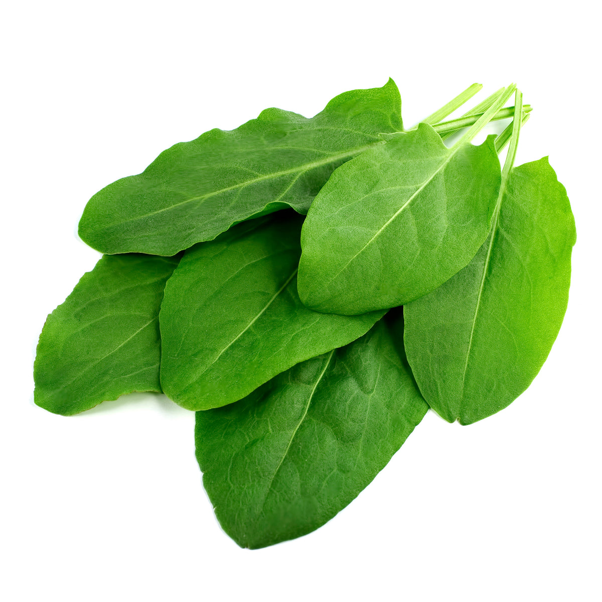 Sorrel garden seeds