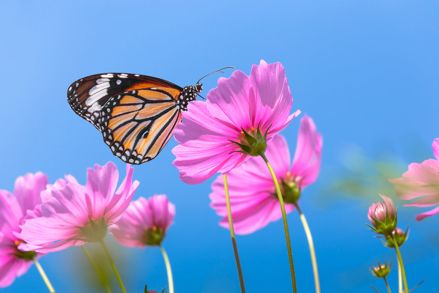 Help Save the Monarch garden seeds