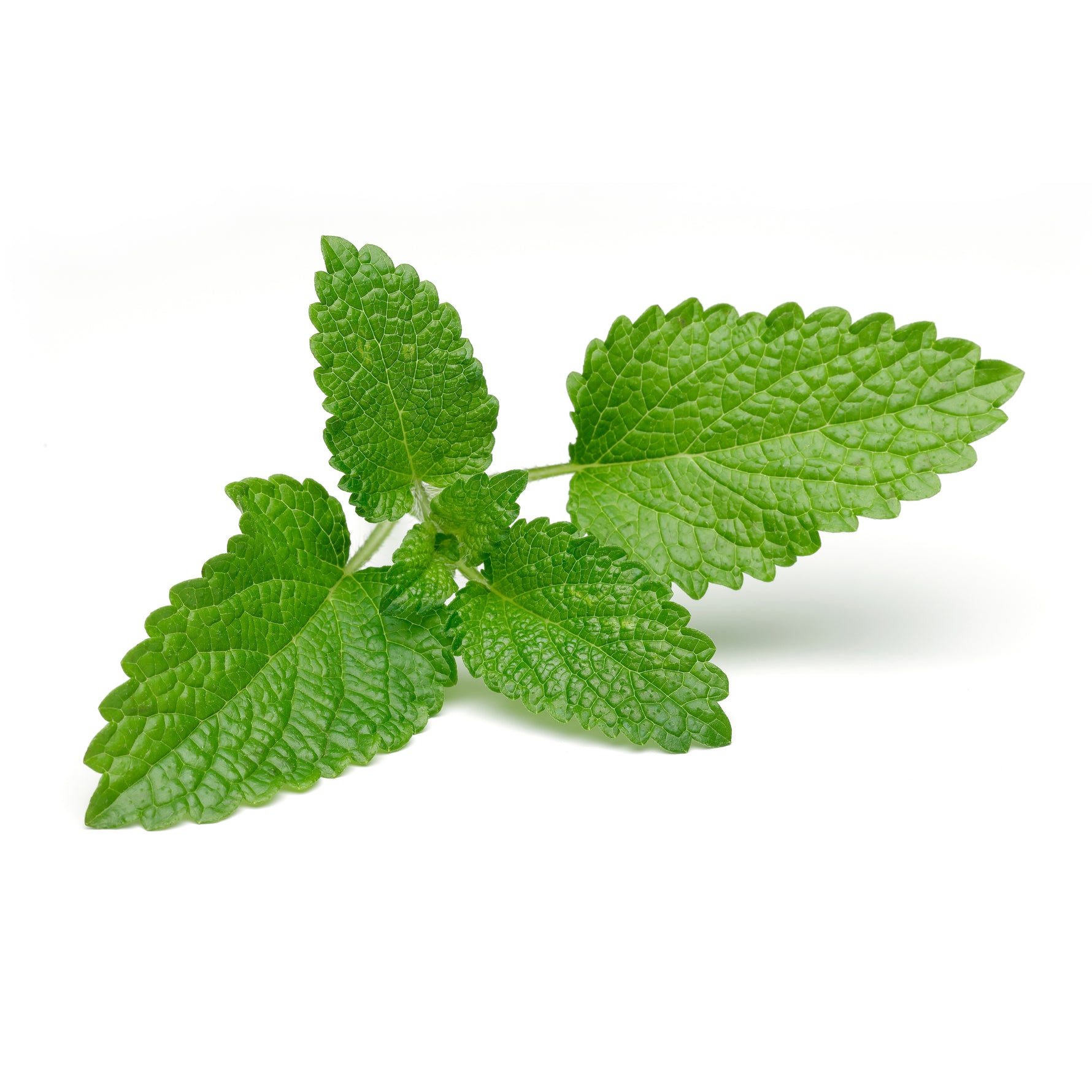 Lemon Balm flower seeds