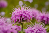 Wild Purple Bee Balm - Bentley Seeds