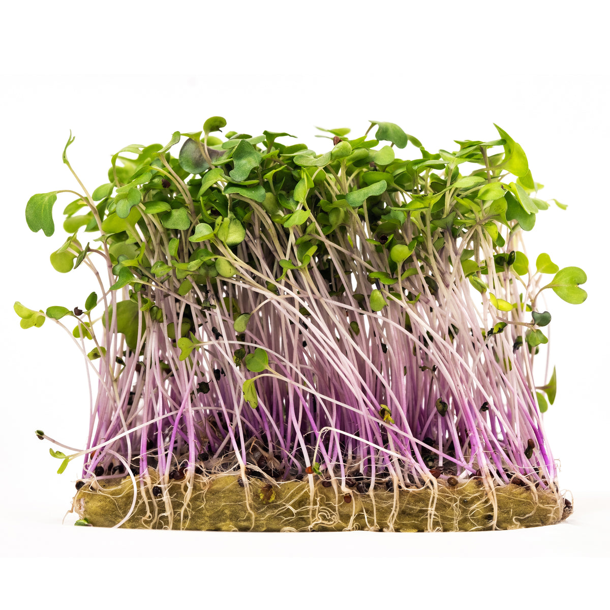Microgreens, Mild Mix garden seeds