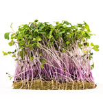 Microgreens, Mild Mix garden seeds