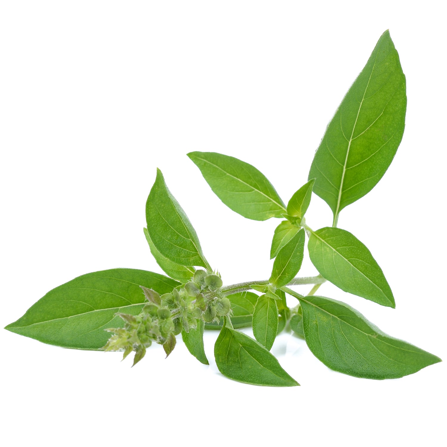Basil, Lemon seed packet