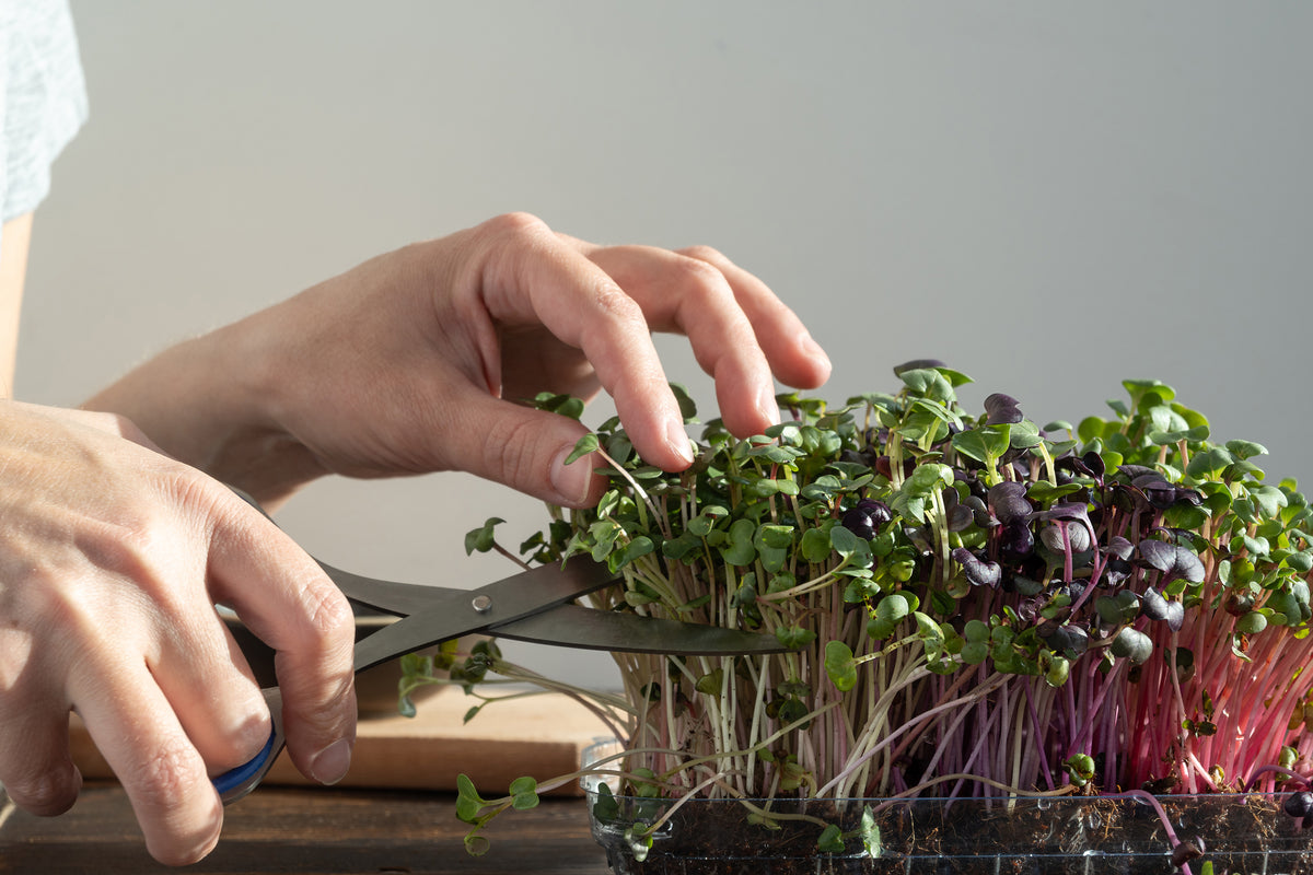 Microgreens, Spicy Mix Seed Packets flower seeds