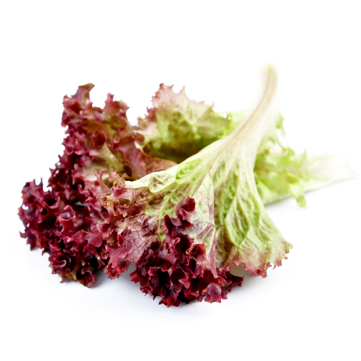 Lettuce, Red Salad Bowl flower seeds