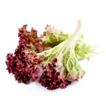 Lettuce, Red Salad Bowl flower seeds