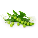 Peas, Little Marvel flower seeds