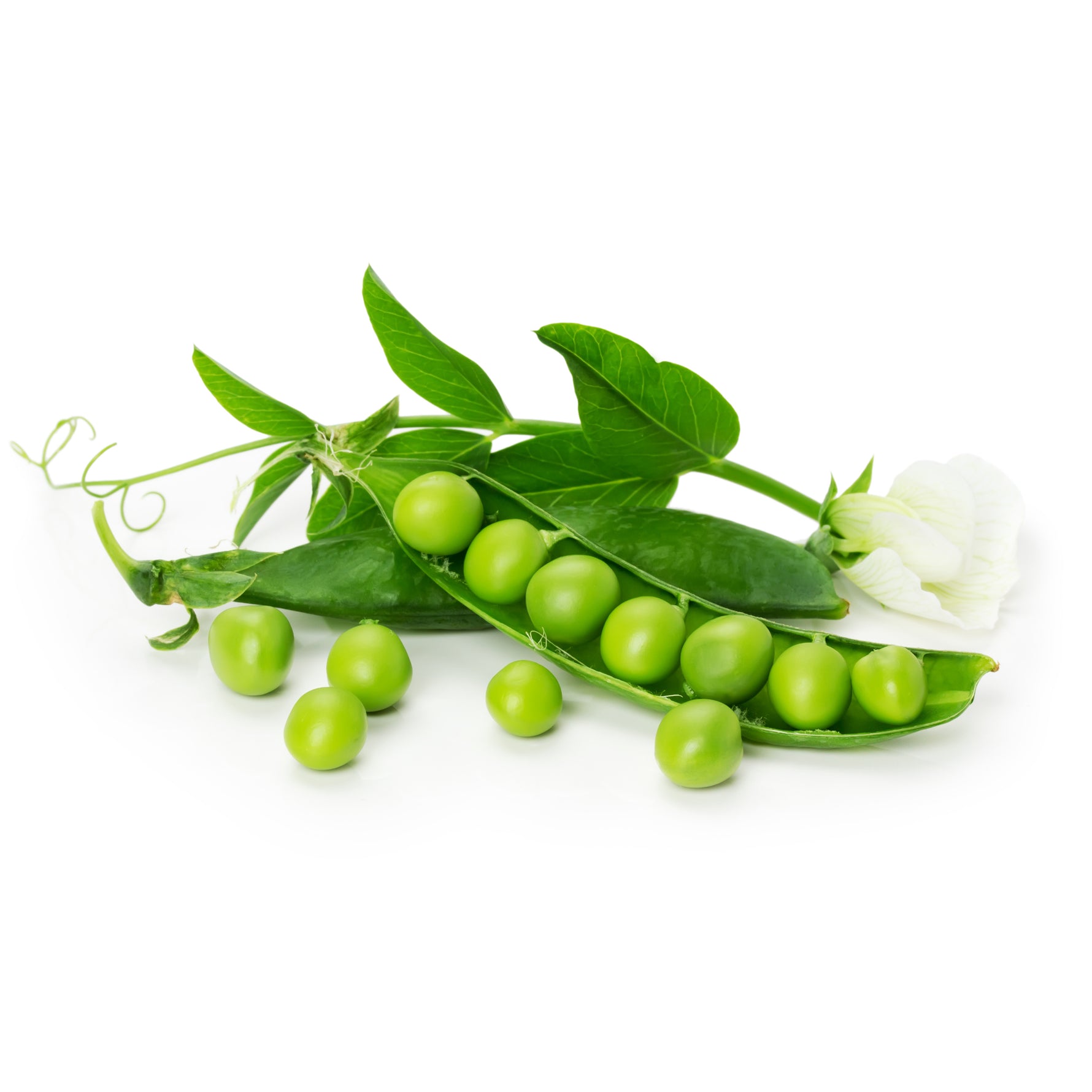 Peas, Little Marvel flower seeds