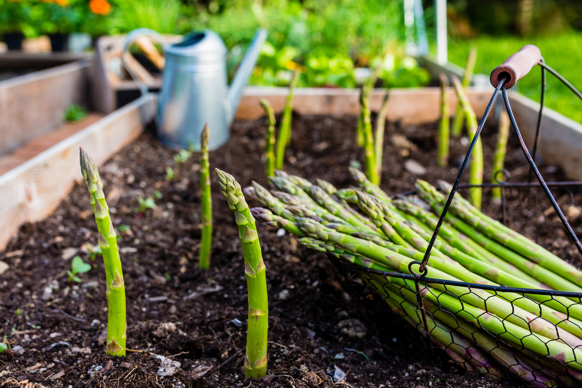 Asparagus growing in raised bed garden.