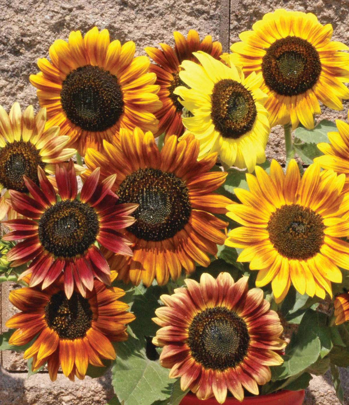 250 Piece Sunflower Seed Packet Retail POS Corrugated Display flower seeds