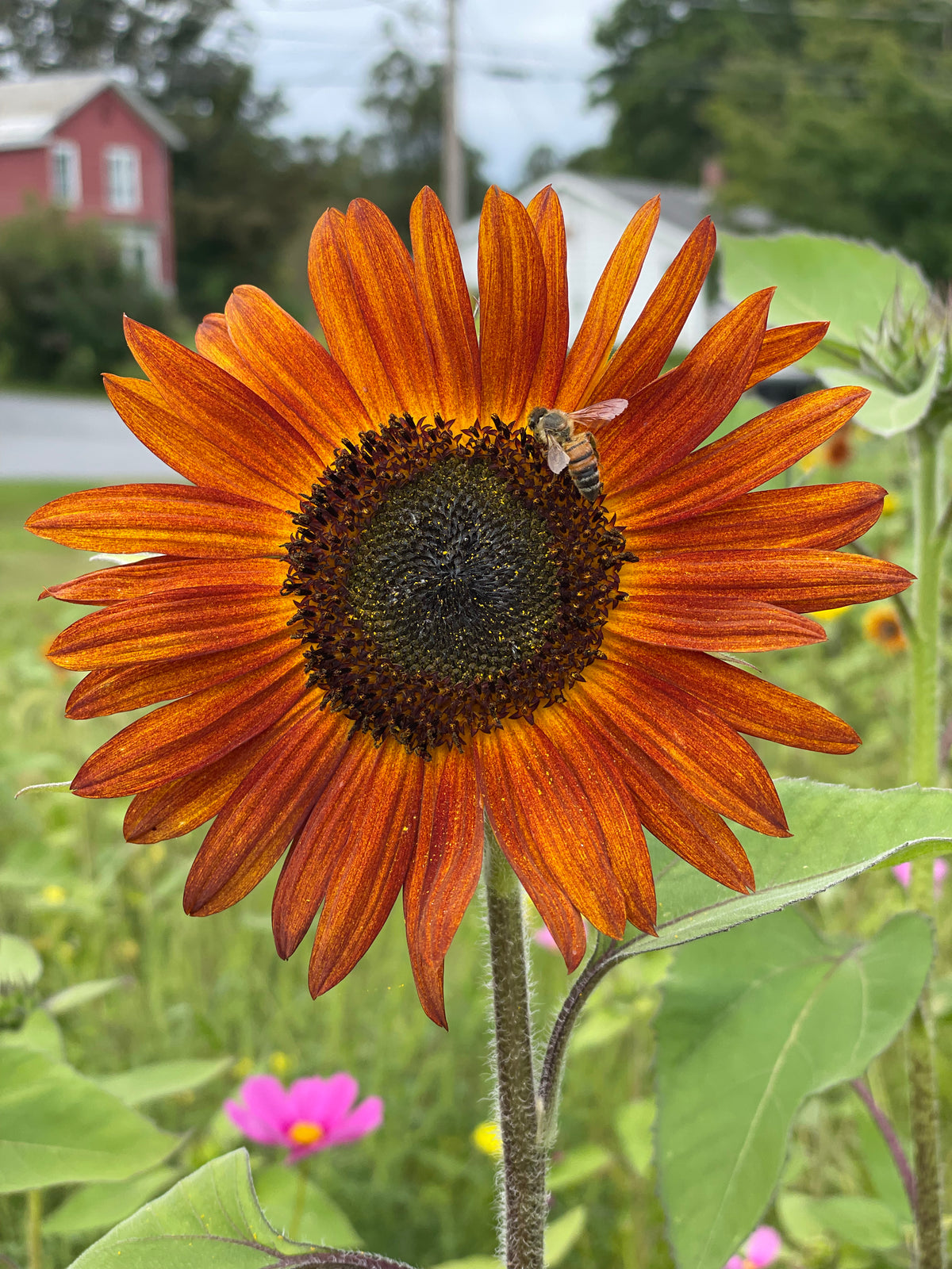 Sunflower, Autumn Beauty Seed Packets flower seeds