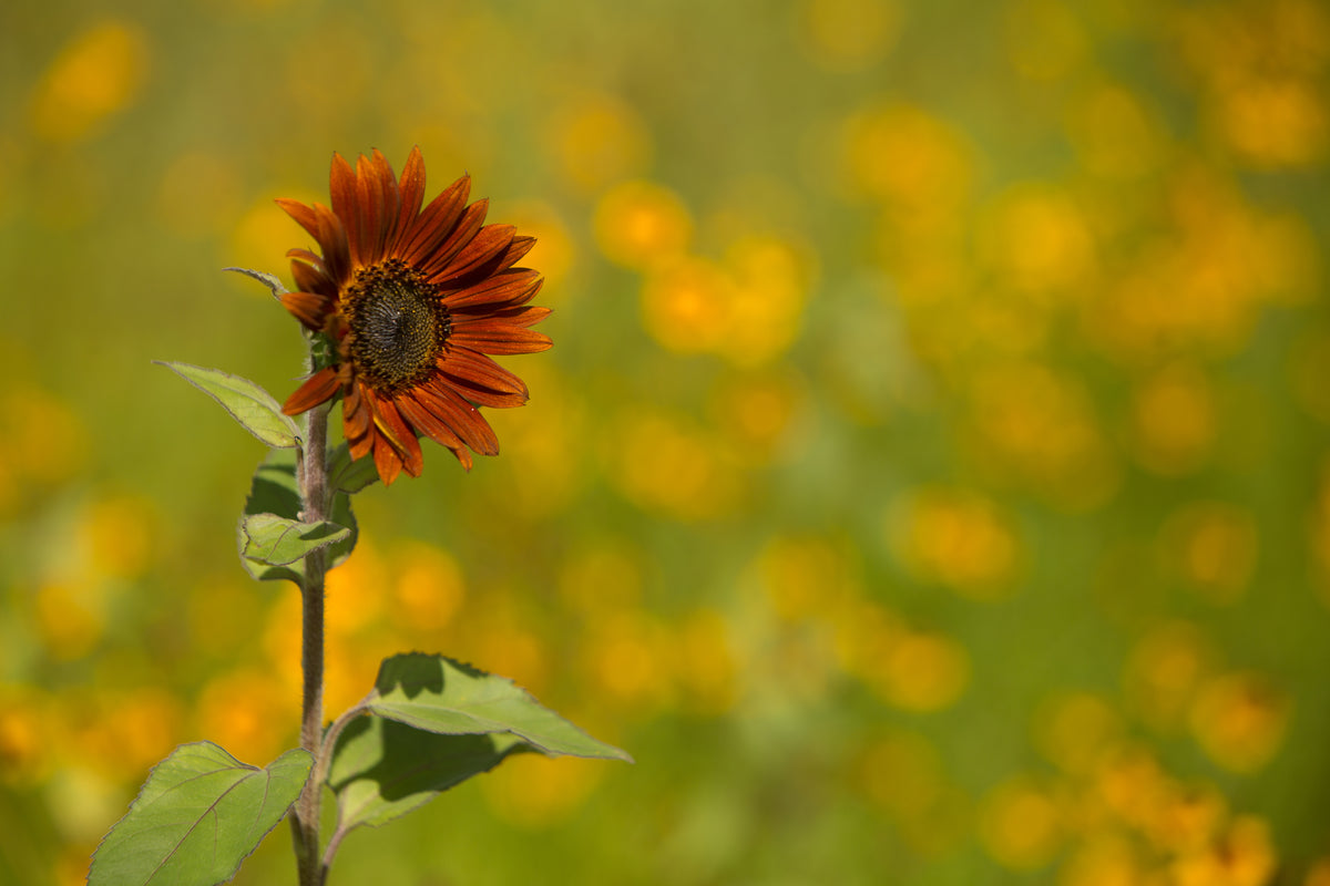 Sunflower, Velvet Queen garden seeds