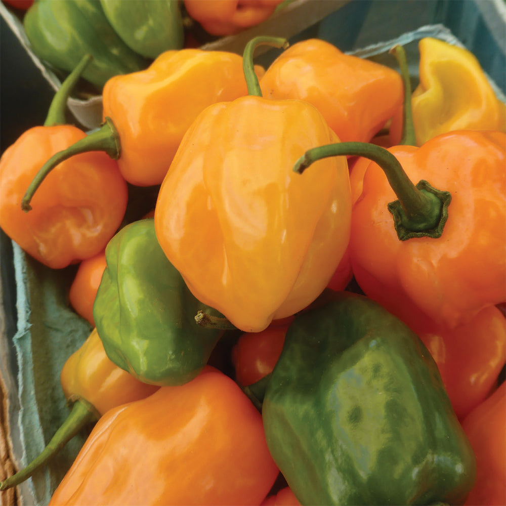 HOT Peppers Seed Packet garden seeds
