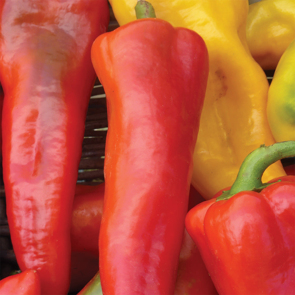 HOT Peppers Seed Packet garden seeds