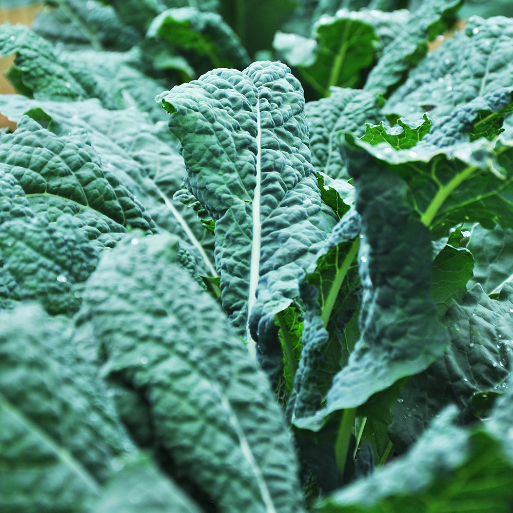 Salad Greens Seed Packet seed packet