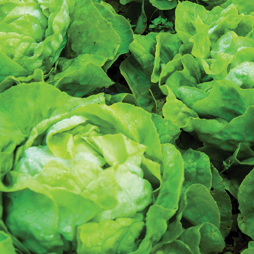 Salad Greens Seed Packet seed packet