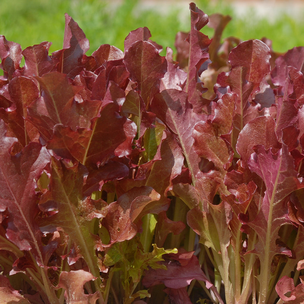 Salad Greens Seed Packet seed packet