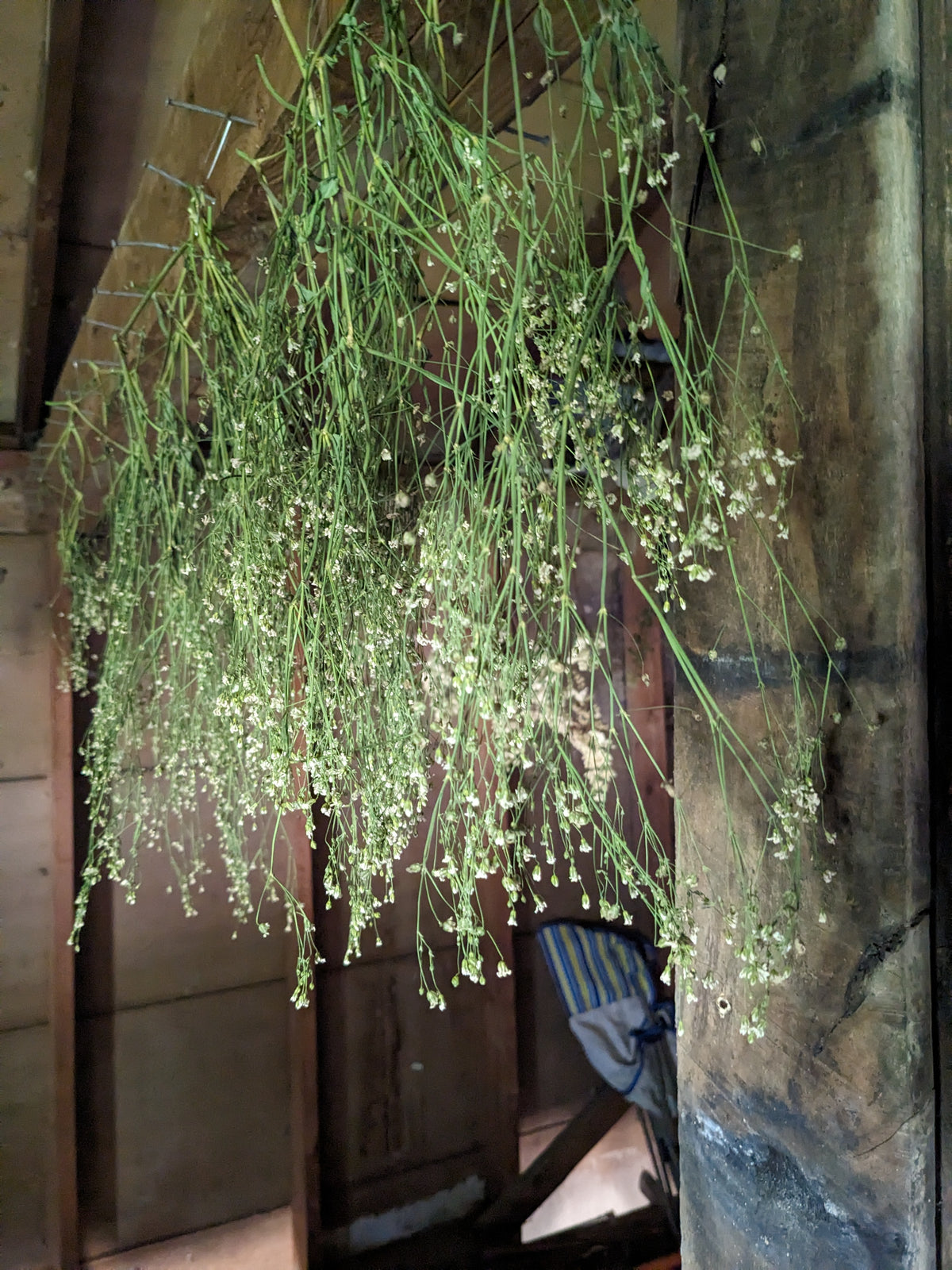 Baby's Breath flower seeds