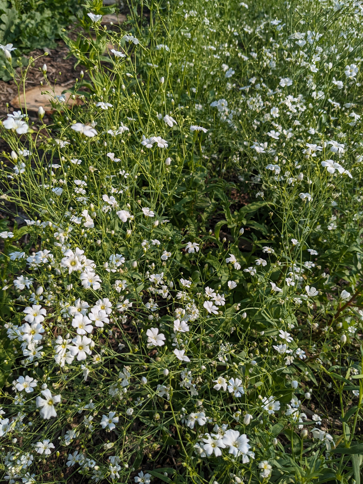 Baby's Breath flower seeds