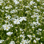 Baby's Breath flower seeds