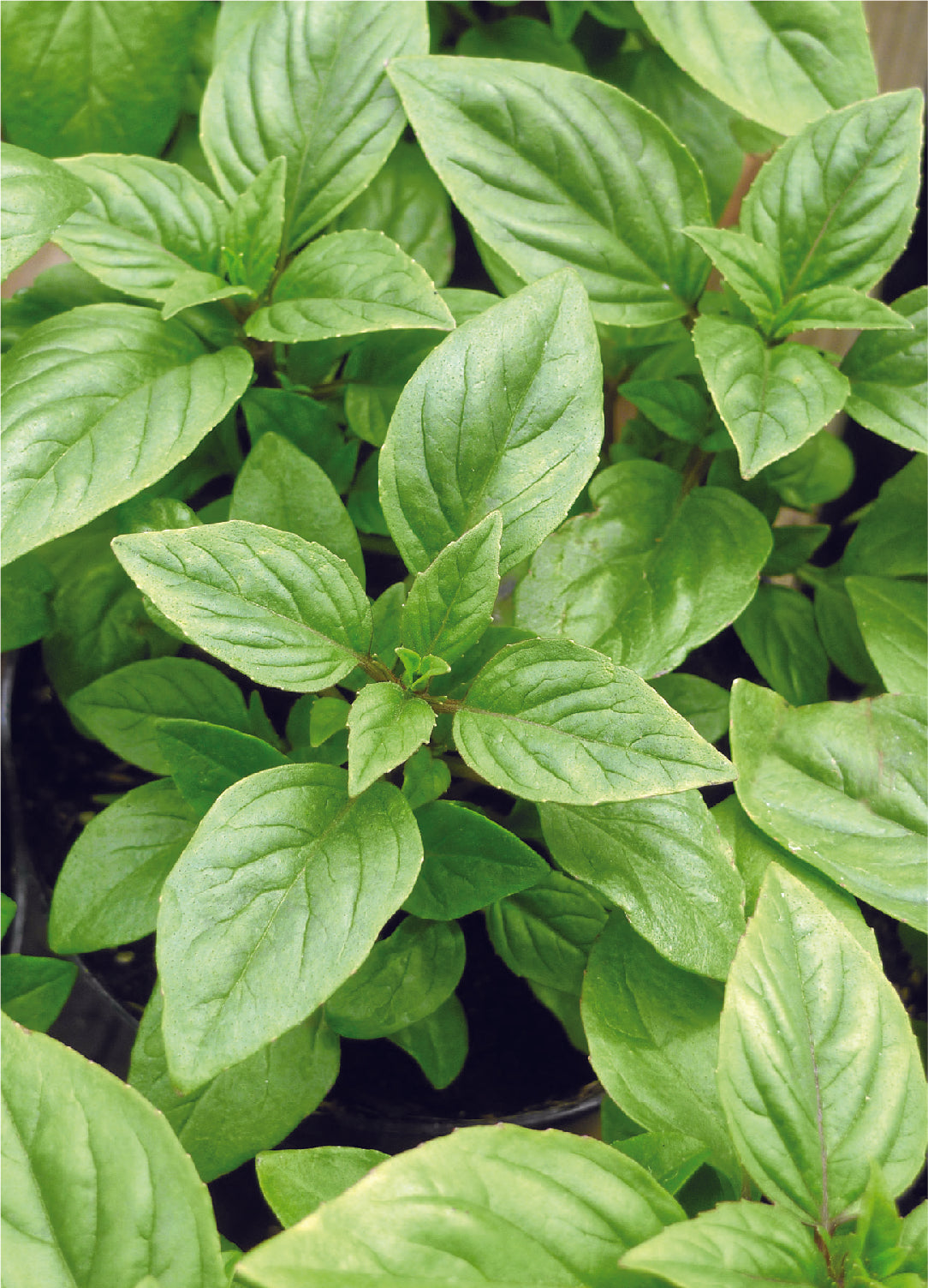 Basil, Lemon seed packet