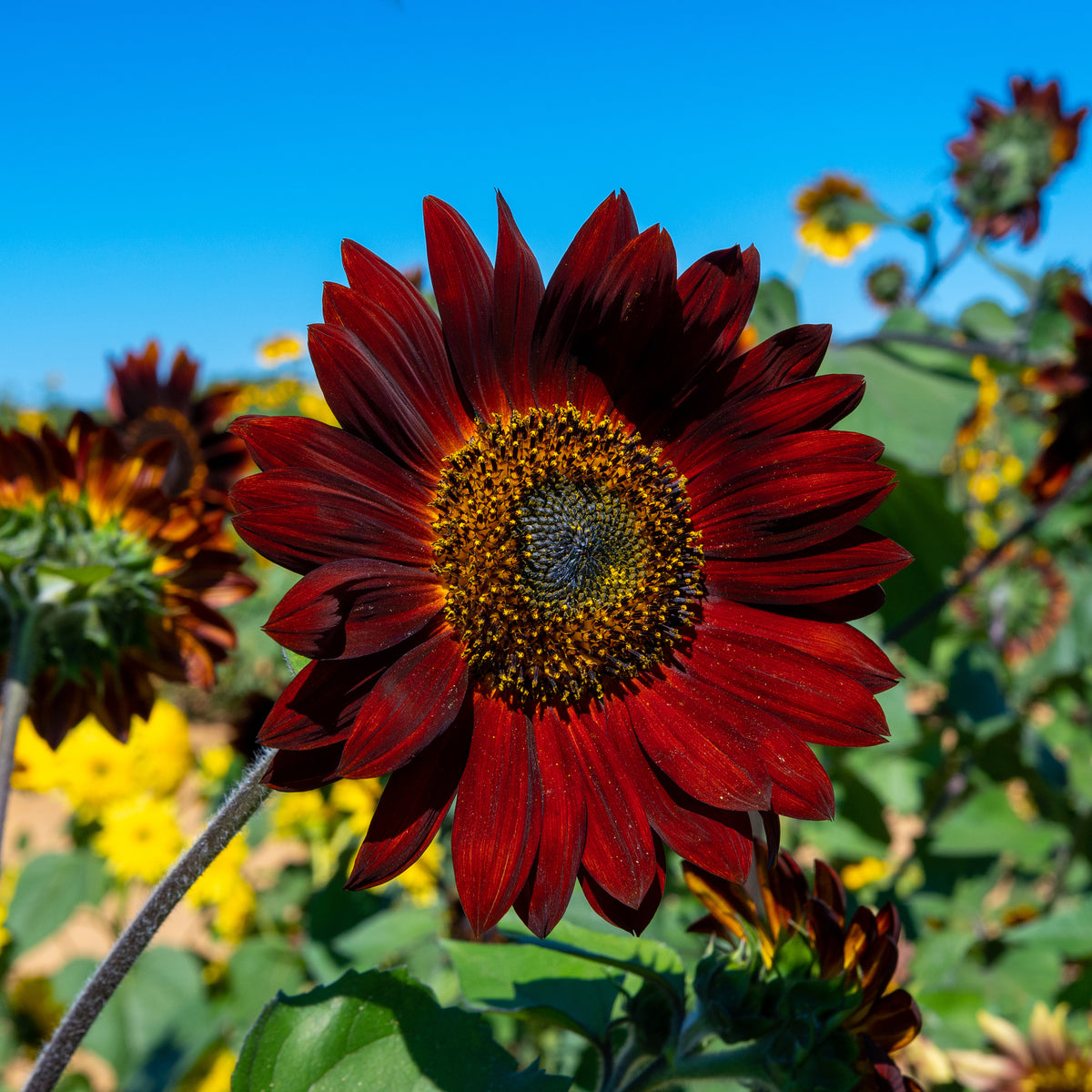 250 Piece Sunflower Seed Packet Retail POS Corrugated Display flower seeds