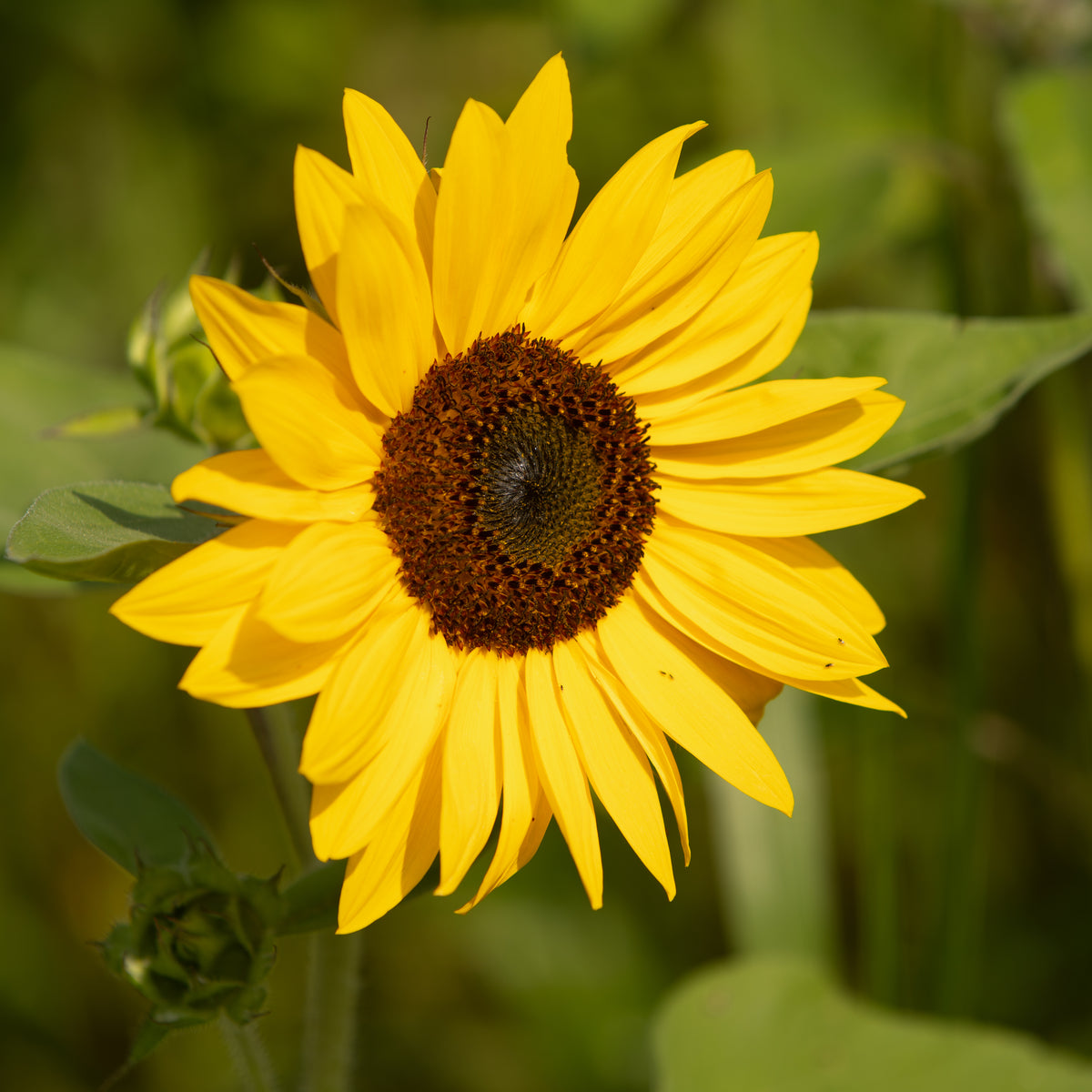 250 Piece Sunflower Seed Packet Retail POS Corrugated Display flower seeds