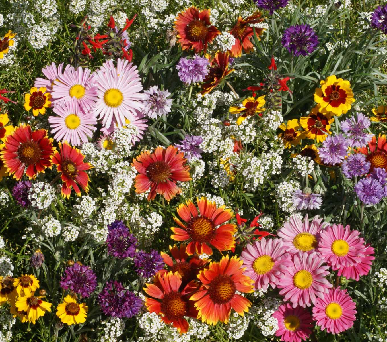 God's Masterpiece seed packet