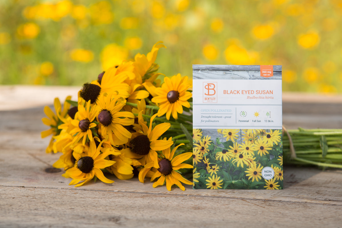 Black-Eyed Susan Seed Packets seed packet