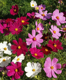 Life is Like a Garden - Cosmos Seed Packets