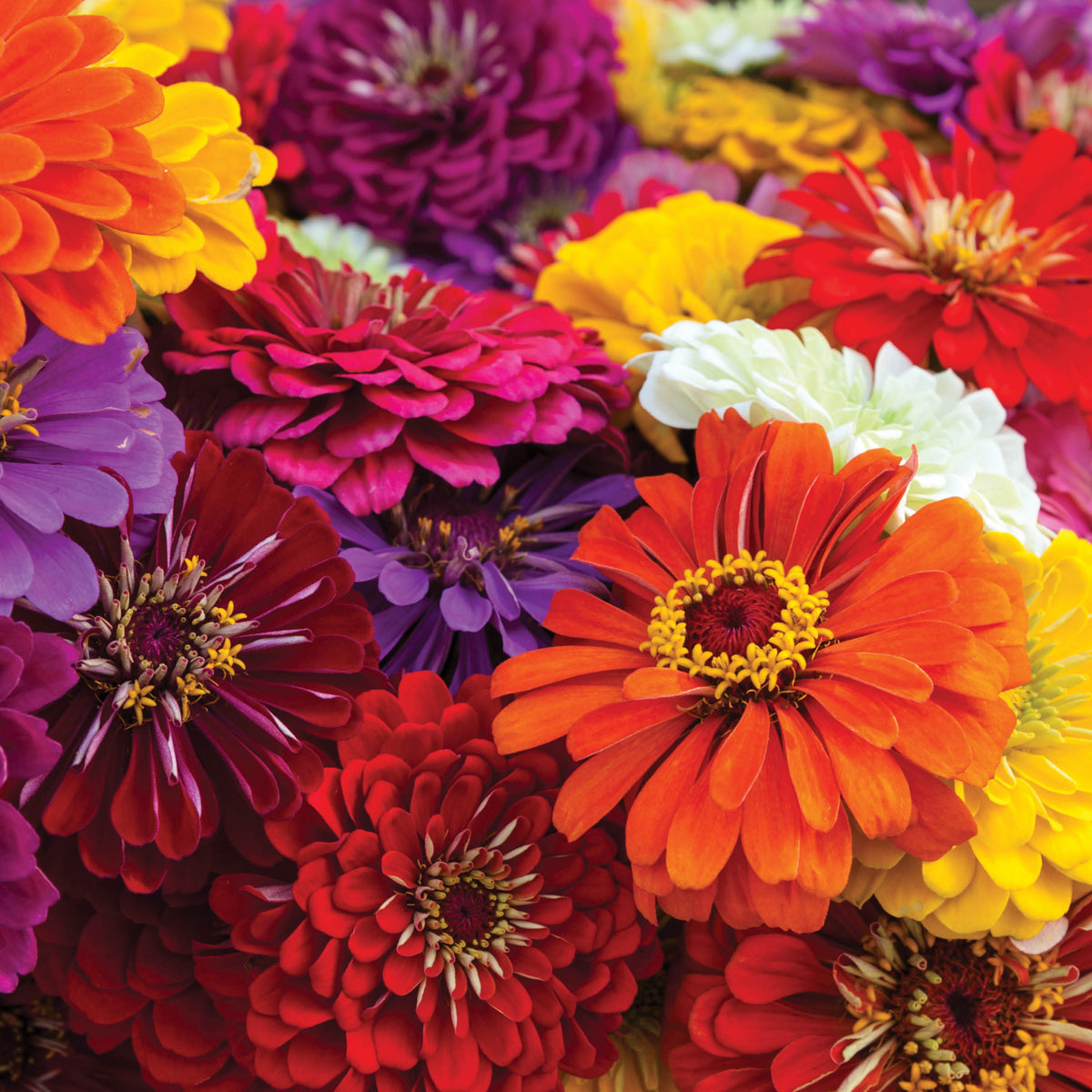 Zinnia, California Giant seed packet