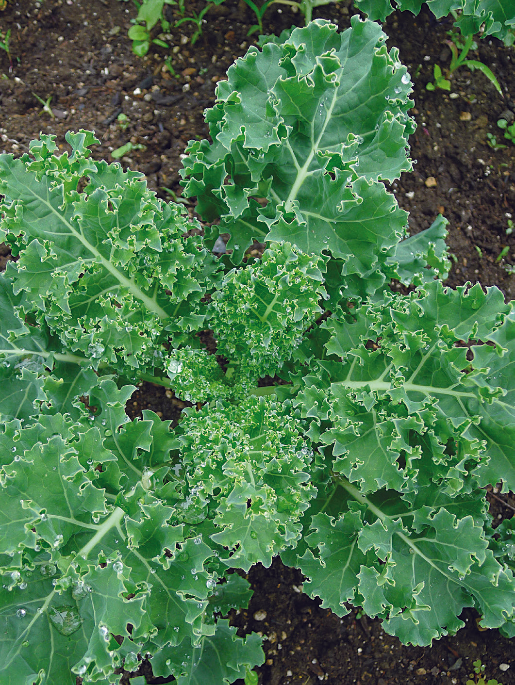 Kale, Dwarf Siberian Seed Packets flower seeds