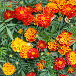 Marigold, Dwarf French seed packet