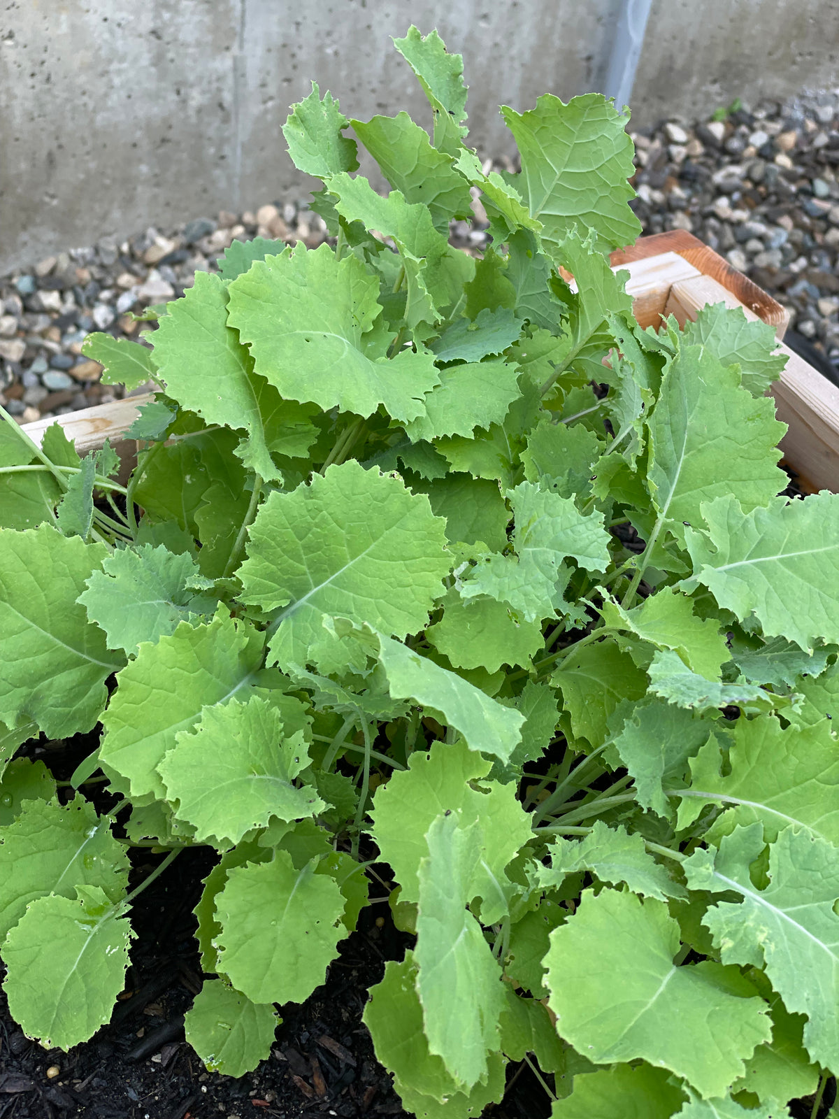 Kale, Dwarf Siberian Seed Packets flower seeds