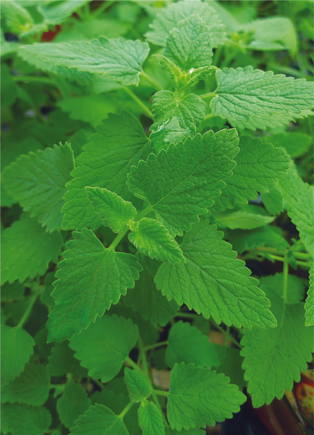 Lemon Balm flower seeds