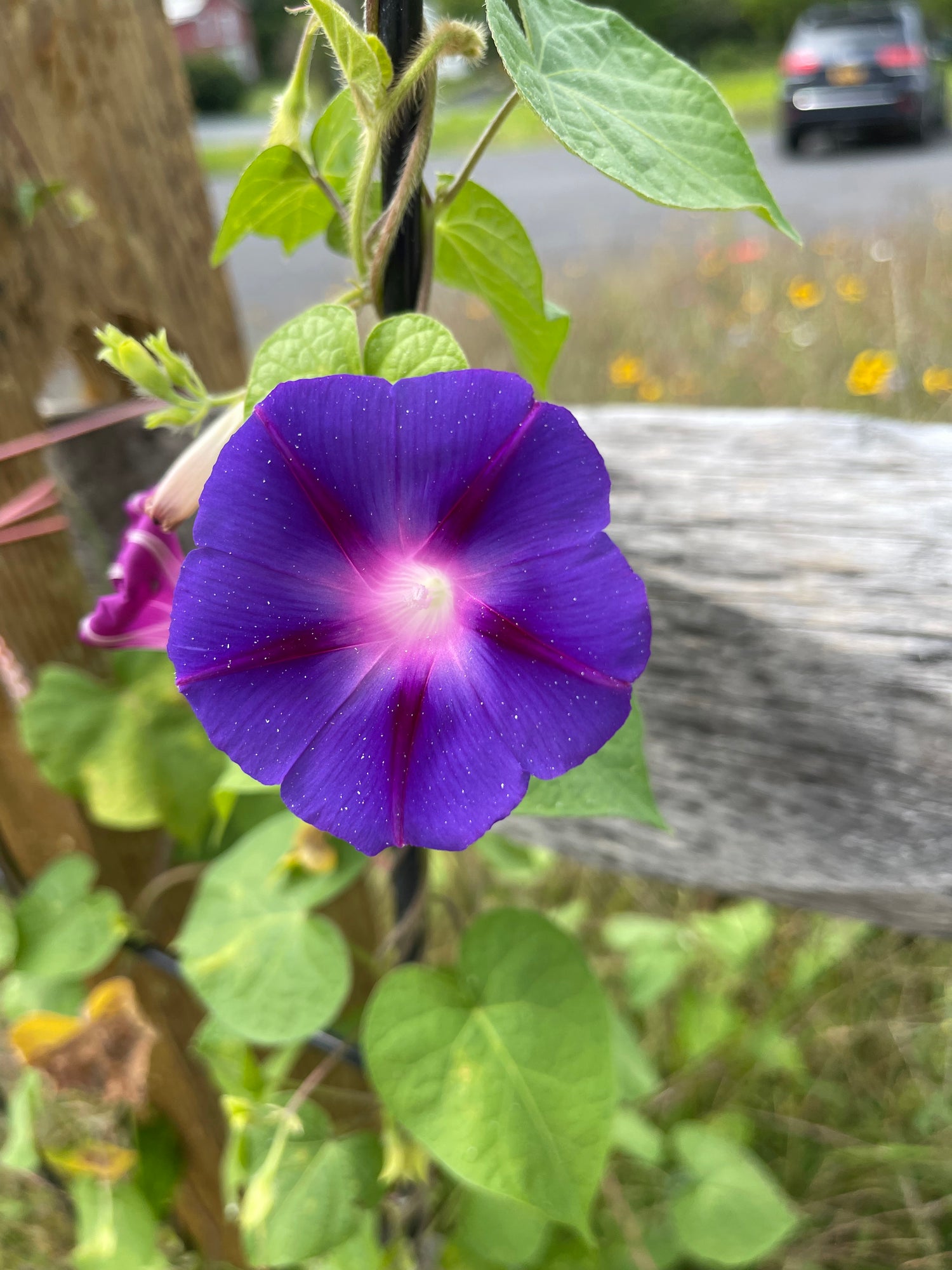 Morning Glory Seed Packets garden seeds