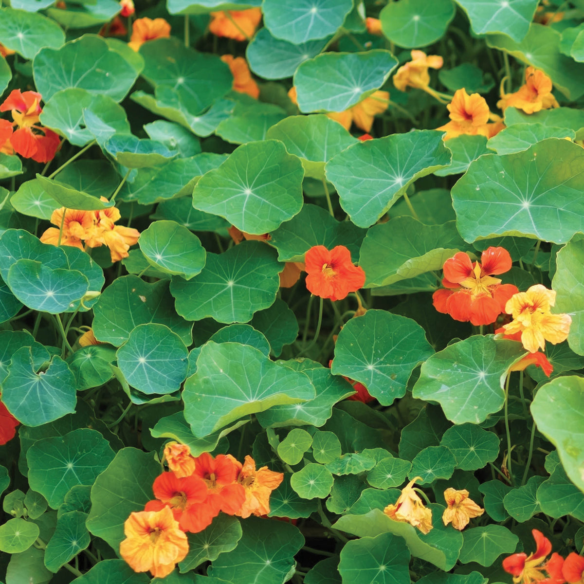 Nasturtium, Jewel Mixed Color garden seeds