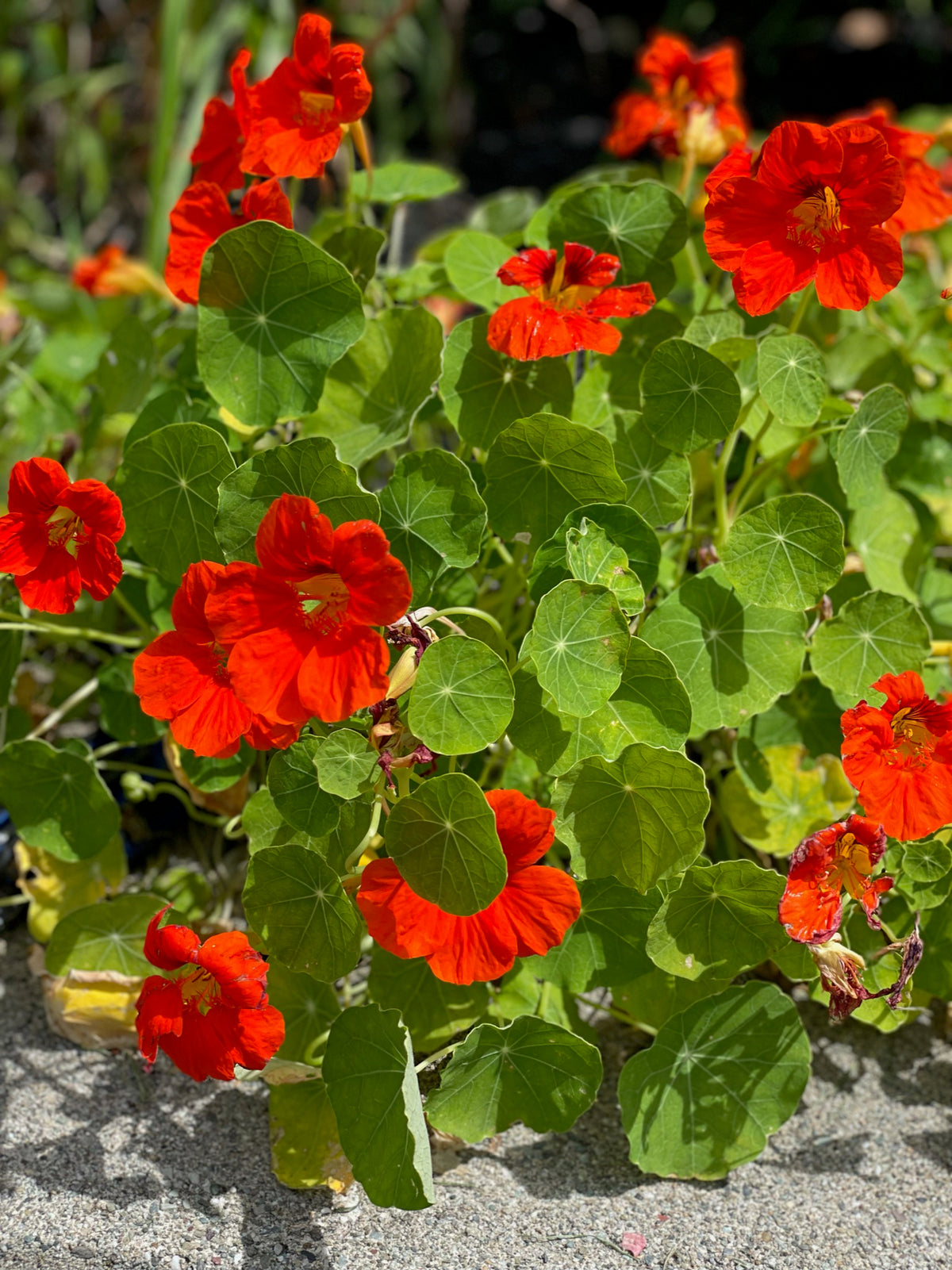 Nasturtium, Jewel Mixed Color garden seeds