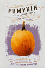 Front of Jack O' Lantern pumpkin heirloom seed packet.