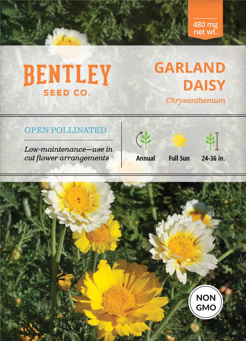 Daisy, Garland Daisy Chrysanthemum Seed Packets flower seeds