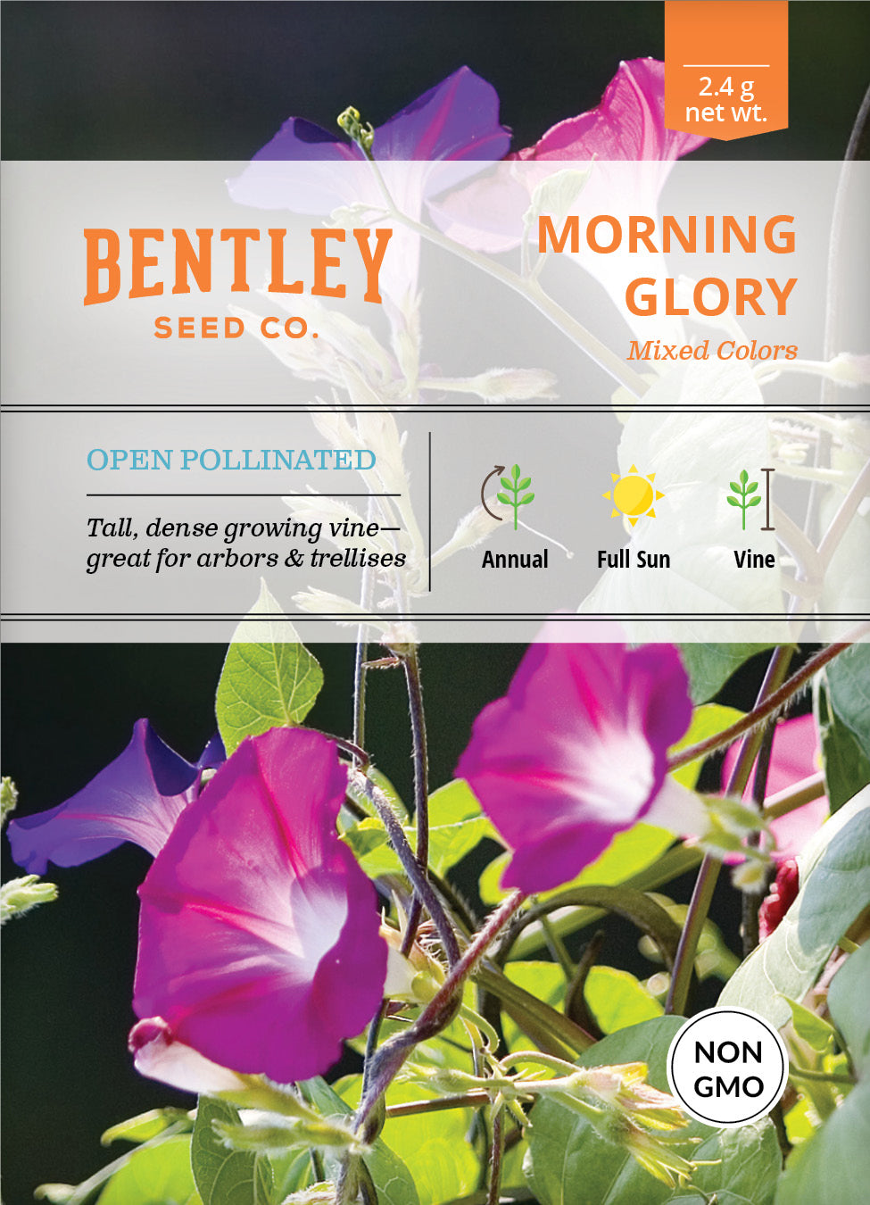 Morning Glory Seed Packets garden seeds