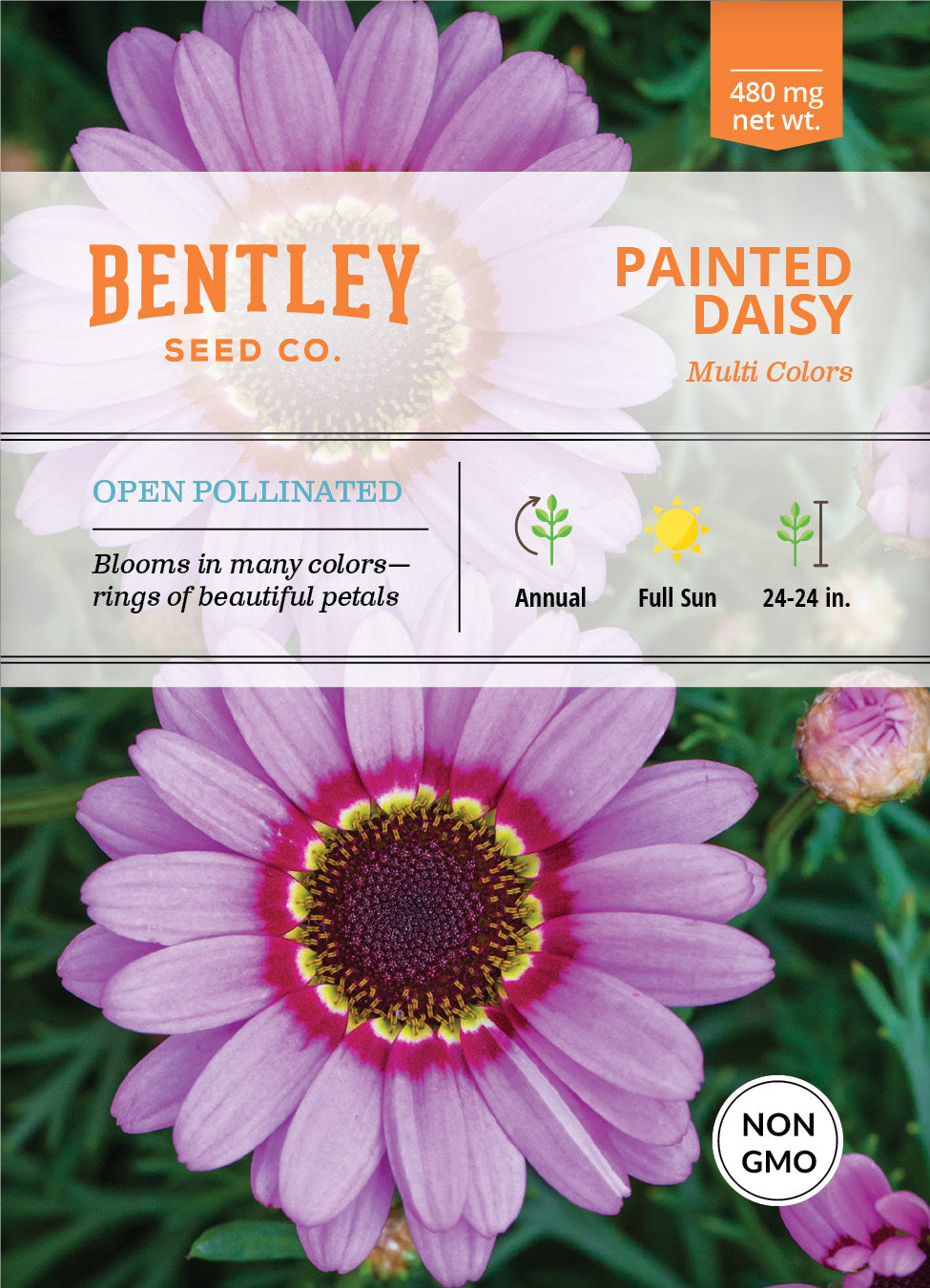Daisy, Painted Daisy Seed Packets garden seeds