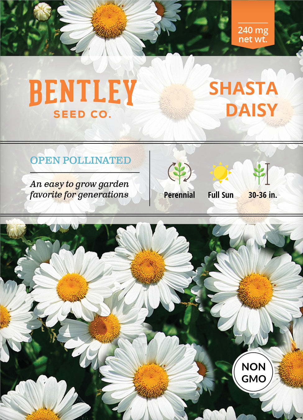 Daisy, Shasta Daisy Seed Packets seed packet