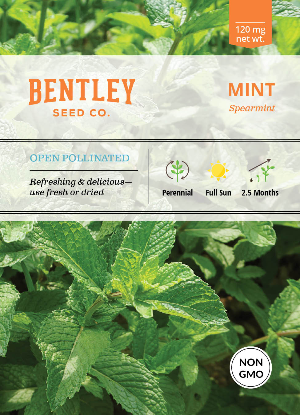 Mint, Spearmint Seed Packets garden seeds