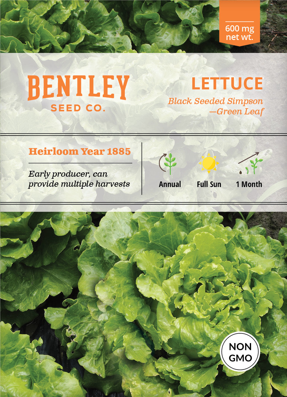 Lettuce, Simpson's Curled Seed Packets garden seeds