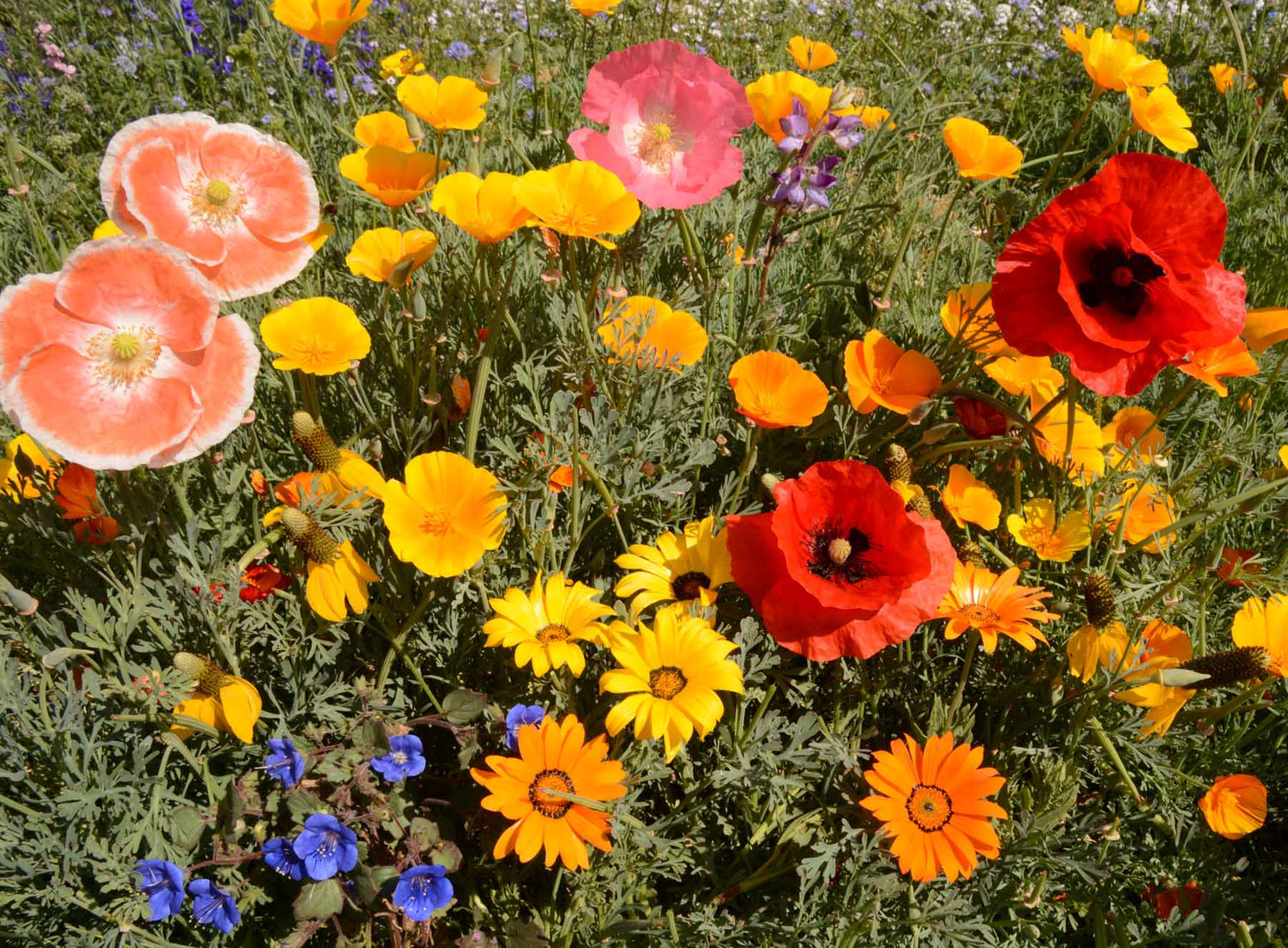 Southwest Mix garden seeds