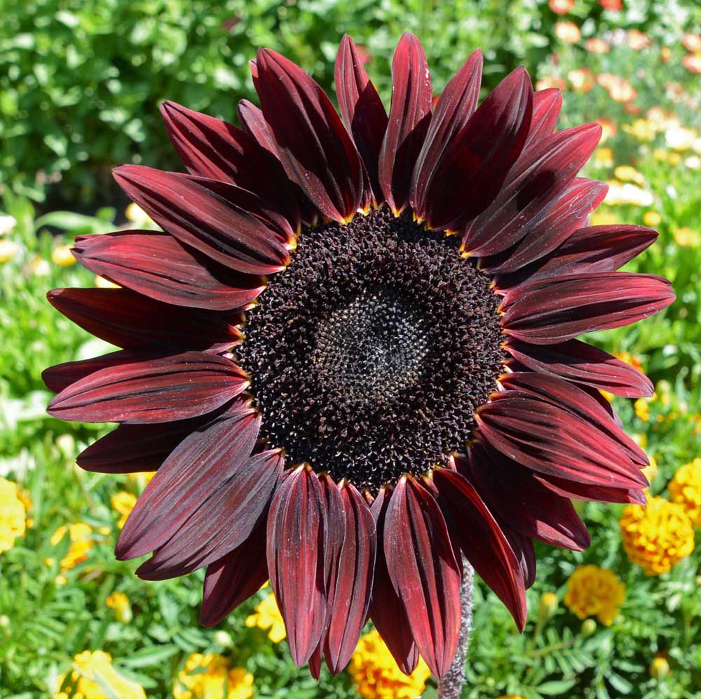 Sunflower, Chocolate Cherry Seed Packets seed packet