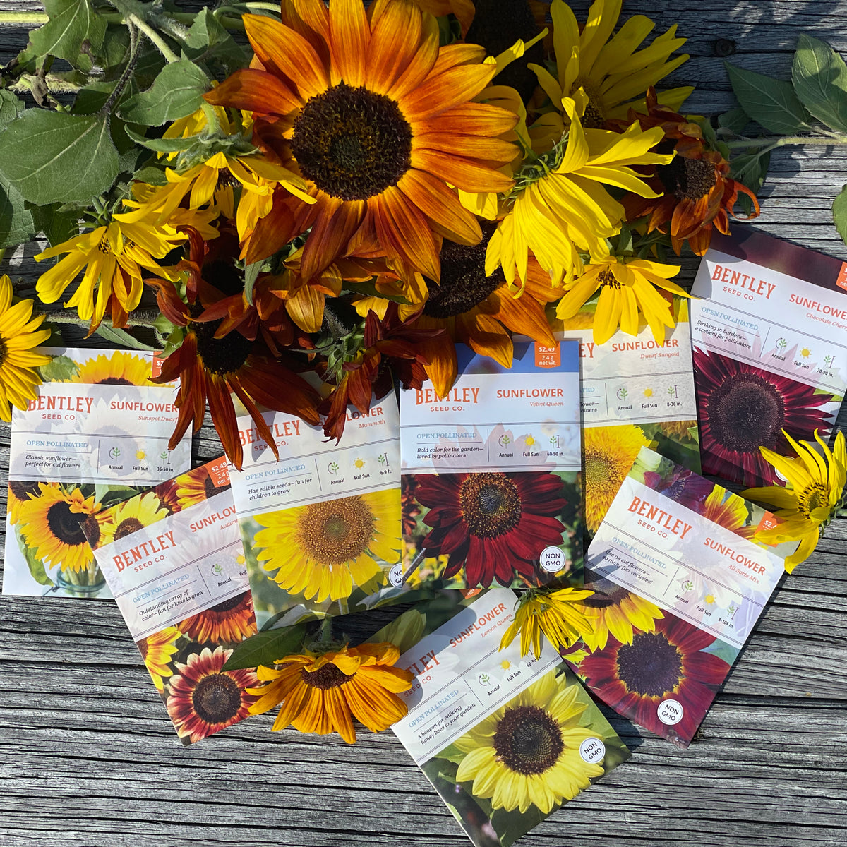 250 Piece Sunflower Seed Packet Retail POS Corrugated Display flower seeds